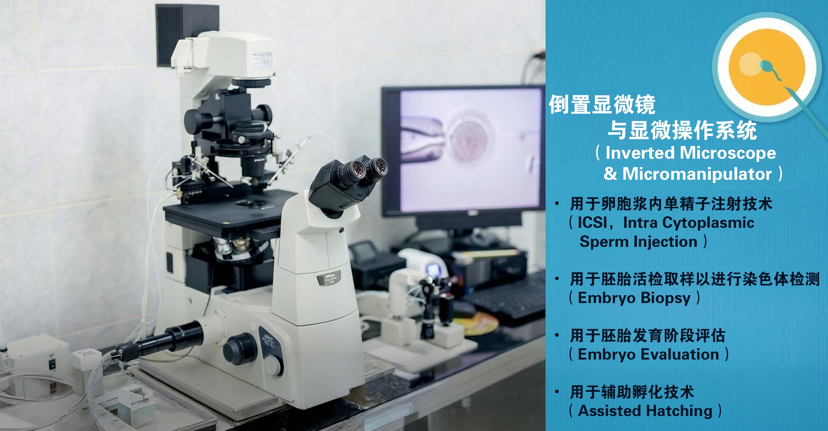 单精子注射.jpg